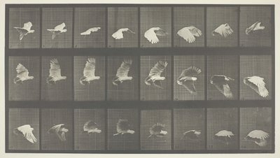 Tierbewegung, Tafel 758, 1887 von Eadweard Muybridge