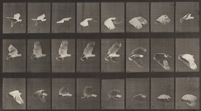 Teller Nummer 758. Kakadu im Flug, 1887 von Eadweard Muybridge