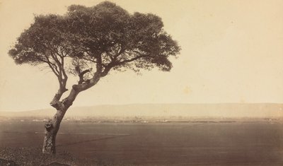 Ohne Titel (Landschaft in der Nähe von Watsonville, Kalifornien) von Eadweard J. Muybridge