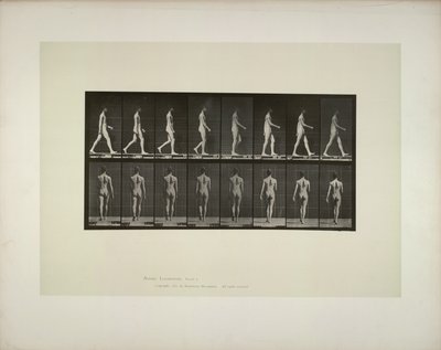 Tierbewegung: männliches Becken Tuch, 1887 von Eadweard Muybridge