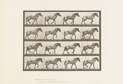 Tafel 569. Ziehen; Dunkelgraues belgisches Pferd Hansel, 1885 von Eadweard Muybridge