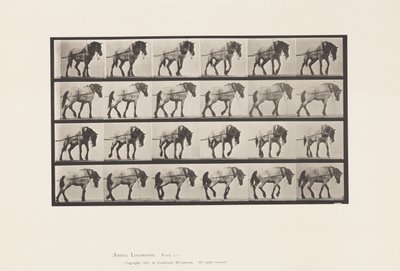 Tafel 570. Ziehen; Dunkelgraues belgisches Pferd Hansel von Eadweard Muybridge