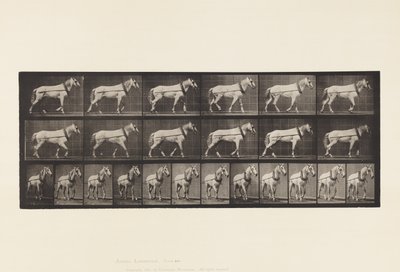 Tafel 571. Ziehen; Hellgraue Stute Johnson von Eadweard Muybridge