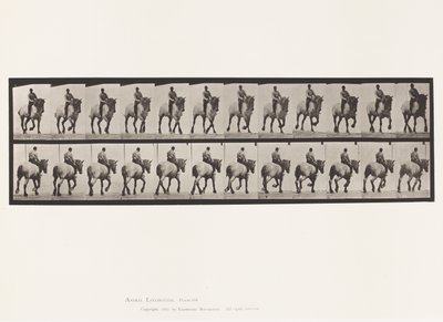 Tafel 599. Trabend; Ohne Sattel; Dunkelgrauer Dusel von Eadweard Muybridge