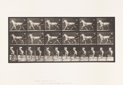 Tafel 610. Trabend; Sulky; Graue Stute, Katydid von Eadweard Muybridge