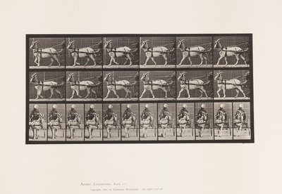 Tafel 677. Ziege; Im Sulky gehend von Eadweard Muybridge