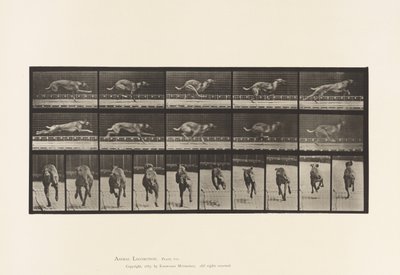 Tafel 708. Hund; Galoppierend; Brauner Rennhund von Eadweard Muybridge