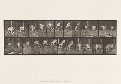 Platte 712. Hund; Hürde springen; Mastiff, Dread von Eadweard Muybridge