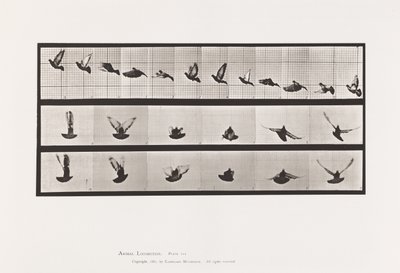 Tafel 755. Taube; Fliegend von Eadweard Muybridge