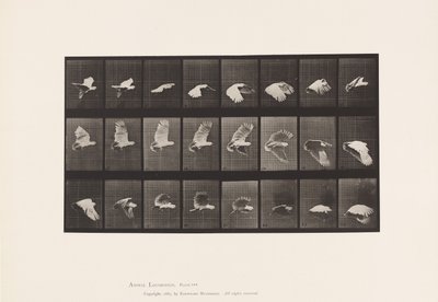 Tafel 758. Kakadu; Fliegend von Eadweard Muybridge