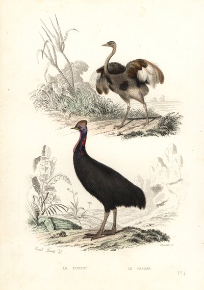 Großer Nandu und Südlicher Kasuar von Edouard (after) Travies
