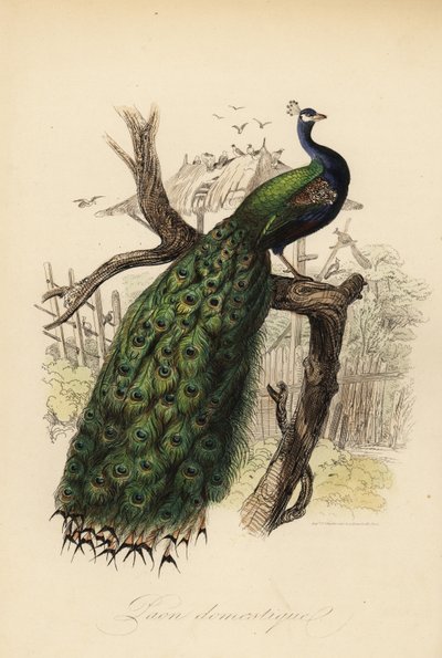 Indischer Pfau, Pavo cristatus von Edouard (after) Travies