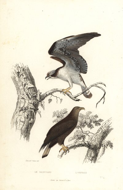 Fischadler und Seeadler von Edouard (after) Travies