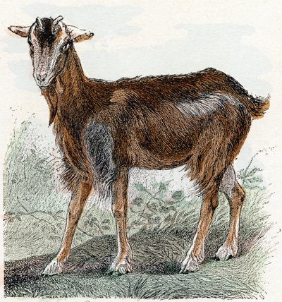 Ziege - „Alphabet illustriert Tiere“ 19. Jahrhundert von Edouard Travies