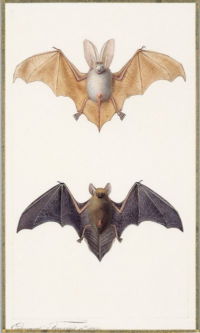 Langohrfledermaus und eine gewöhnliche Fledermaus, 1834 von Edouard Travies