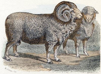 Schaf - „Alphabet illustriert Tiere“ 19. Jahrhundert von Edouard Travies