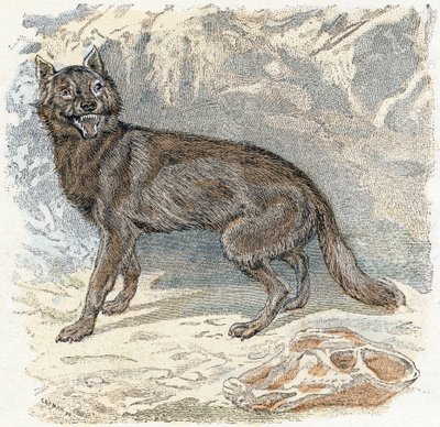 Wolf - „Alphabet illustriert Tiere“ 19. Jahrhundert von Edouard Travies