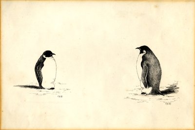 Kaiserpinguine von Edward Adrian Wilson
