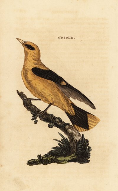 Pirol, Oriolus oriolus von Edward Donovan