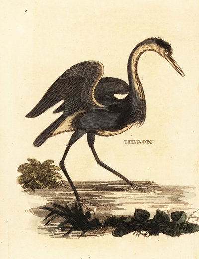 Graureiher, Ardea cinerea von Edward Donovan