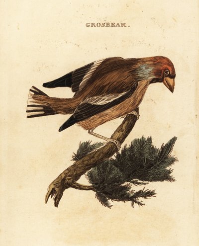 Kernbeißer, Coccothraustes coccothraustes von Edward Donovan