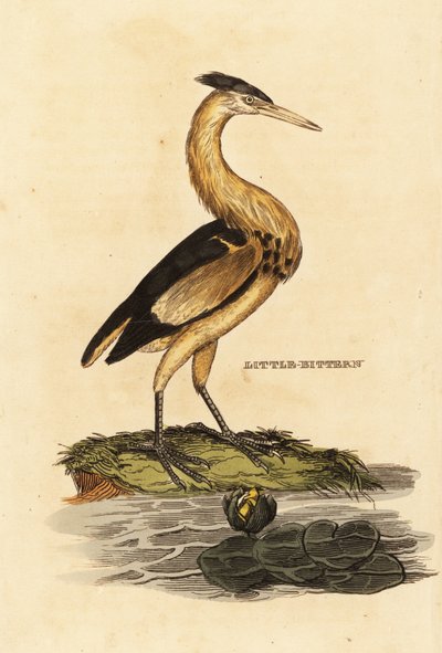 Zwergdommel, Ixobrychus minutus von Edward Donovan