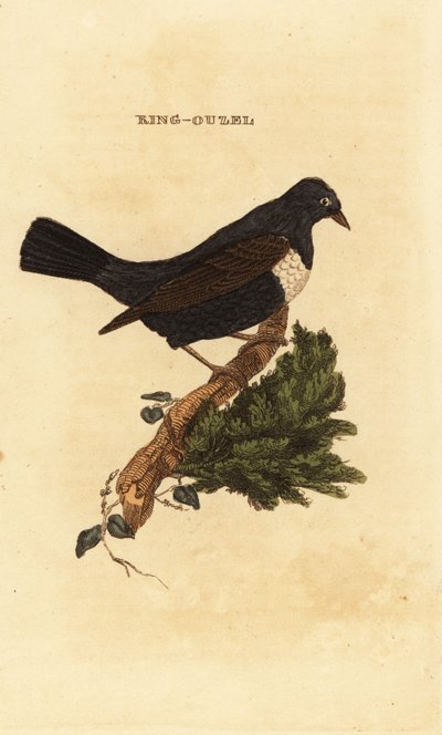 Ringdrossel, Turdus torquatus von Edward Donovan