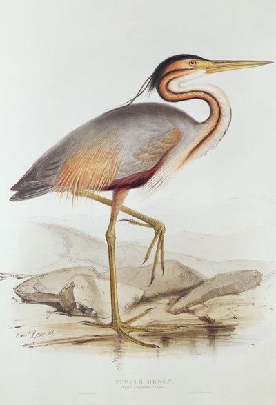 Purpurreiher von Edward Lear