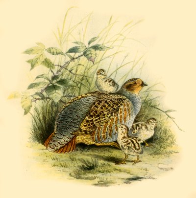 Rebhuhn und Küken, 1877, 1942 von Edward Neale