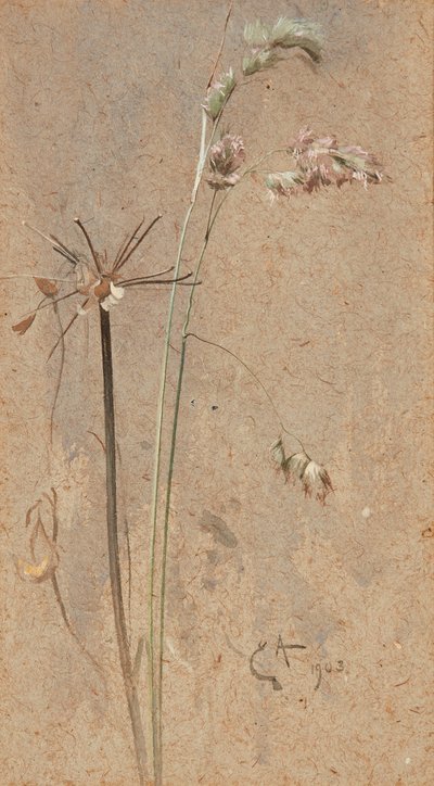 Knaulgras von Edwin John Alexander
