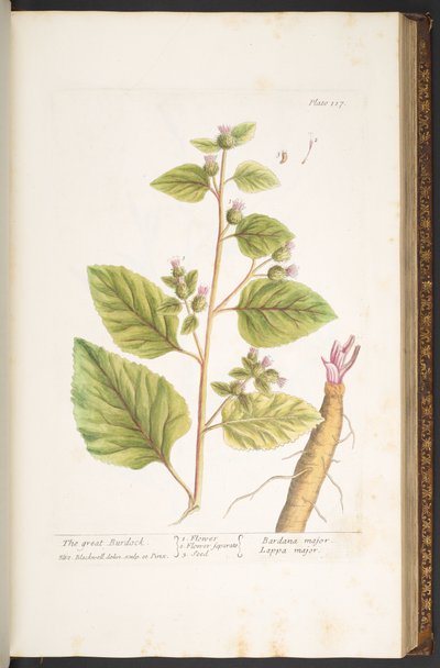 Tafel 117, aus 