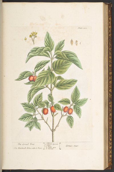 Tafel 121, aus 
