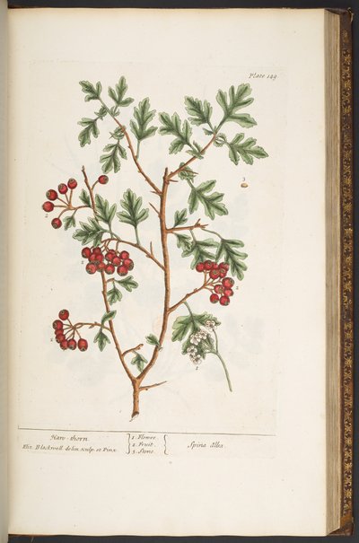 Tafel 149, aus 