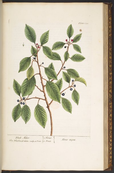 Tafel 152, aus 