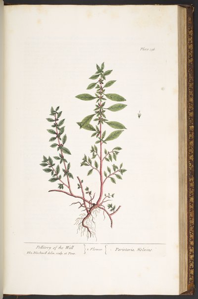 Tafel 156, aus 