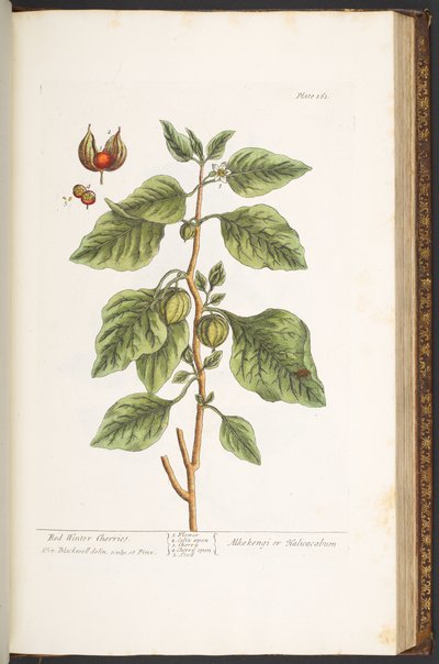 Tafel 161, aus 