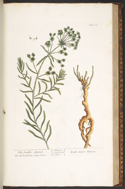 Tafel 163, aus 