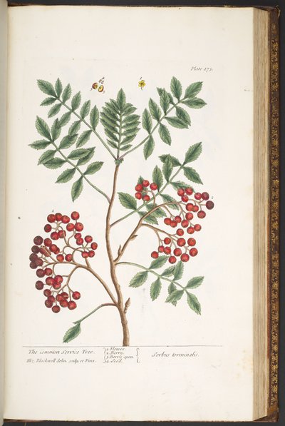 Tafel 173, aus 