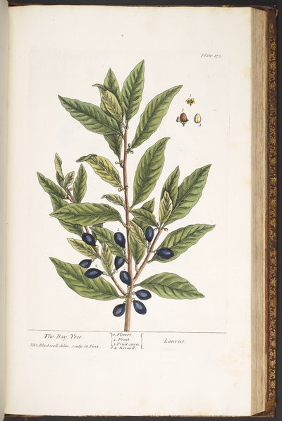 Tafel 175, aus 