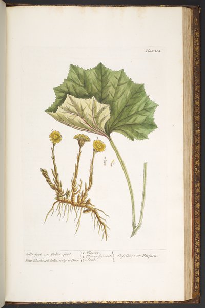 Tafel 204, aus 