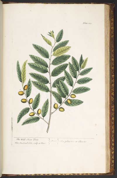 Tafel 213, aus 