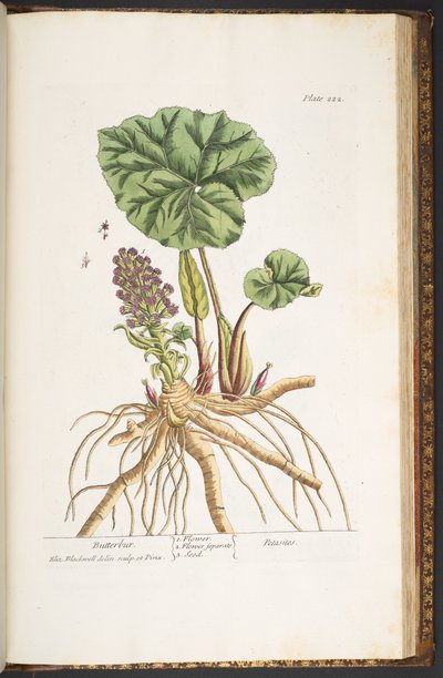 Tafel 222, aus 