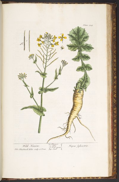 Tafel 224, aus 