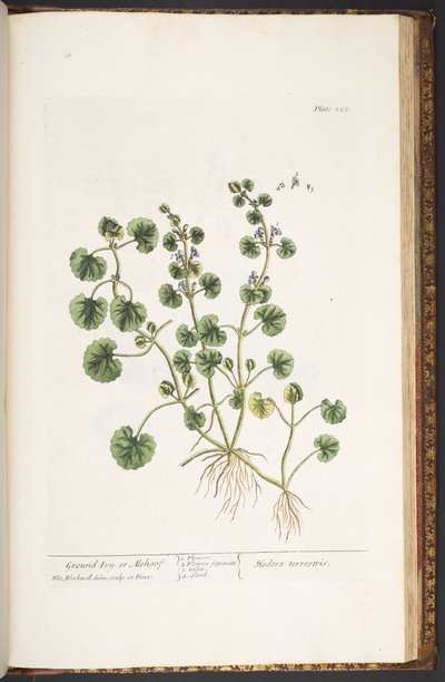 Tafel 225, aus 