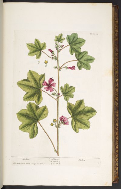 Tafel 22, Mallon, aus 