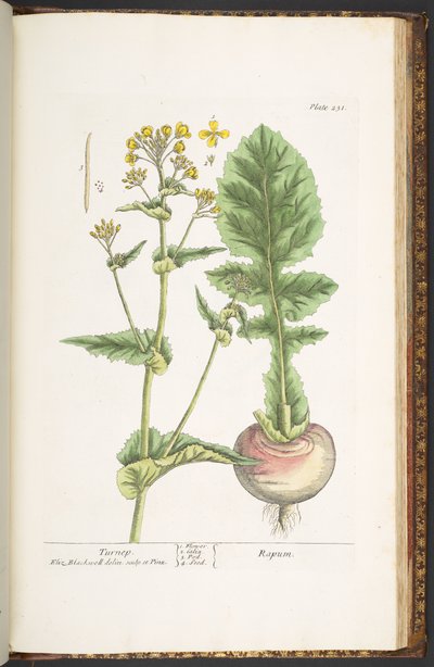Tafel 231, aus 
