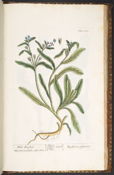 Tafel 234, aus 