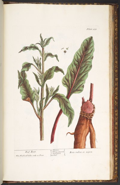 Tafel 235, aus 