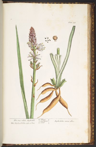 Tafel 238, aus 