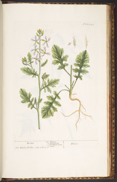 Tafel 242, aus 